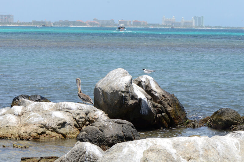 Pelican and Seagull on Rocks