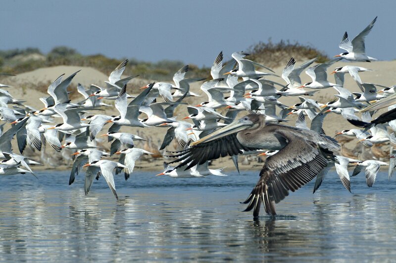 Pelican and terns in flight