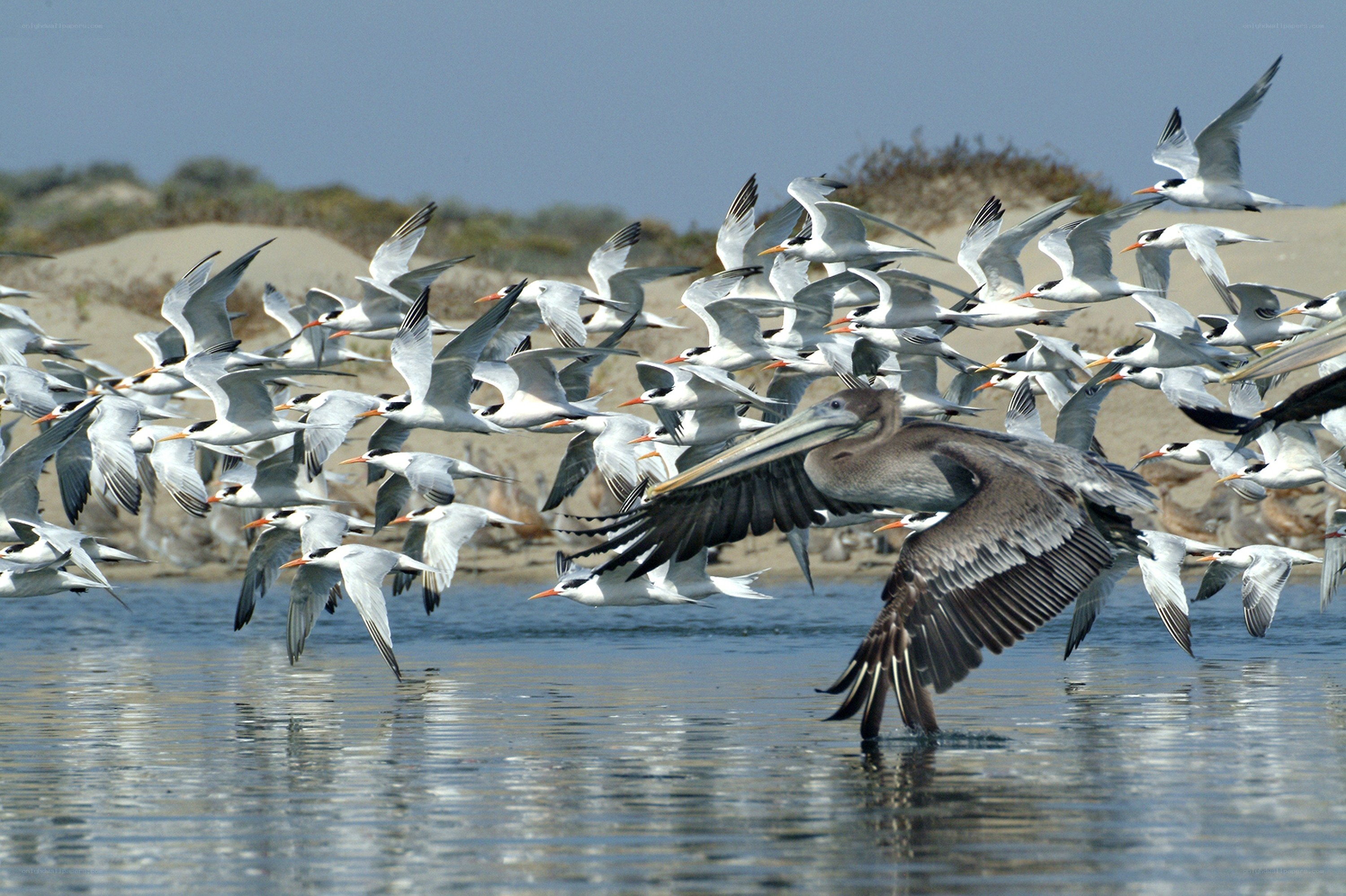 Pelican and terns in flight
