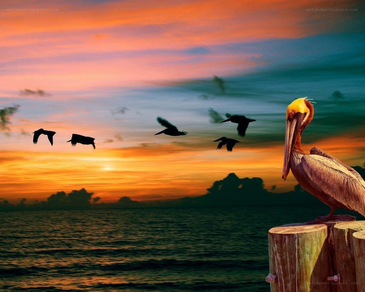 Pelican at sunset on a dock