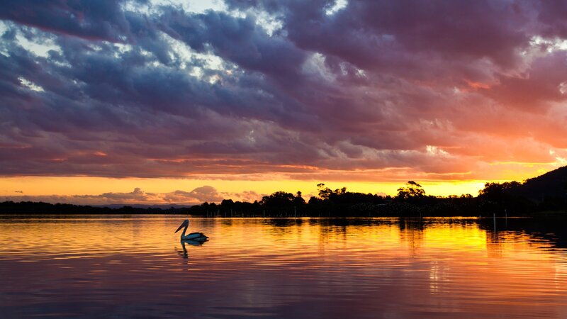 Pelican at sunset on a lake