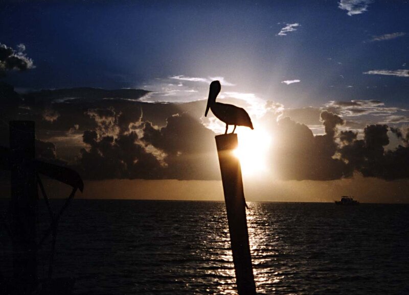 Pelican at sunset on a post