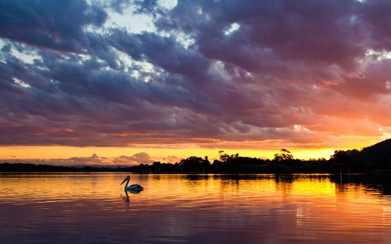 Pelican at sunset on calm water