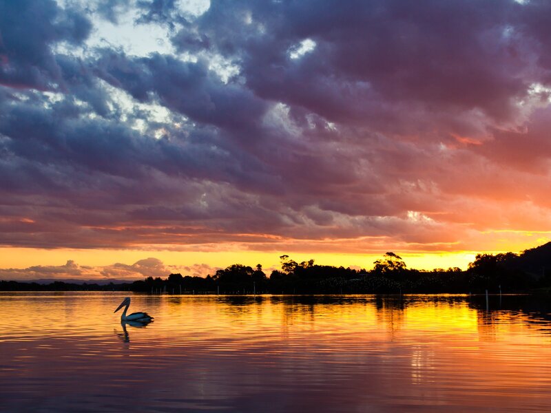 Pelican at sunset on calm water