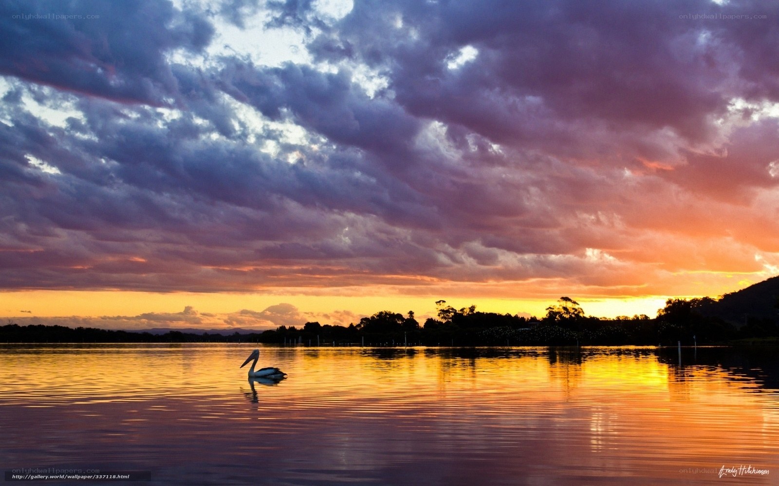 Pelican at sunset on calm water