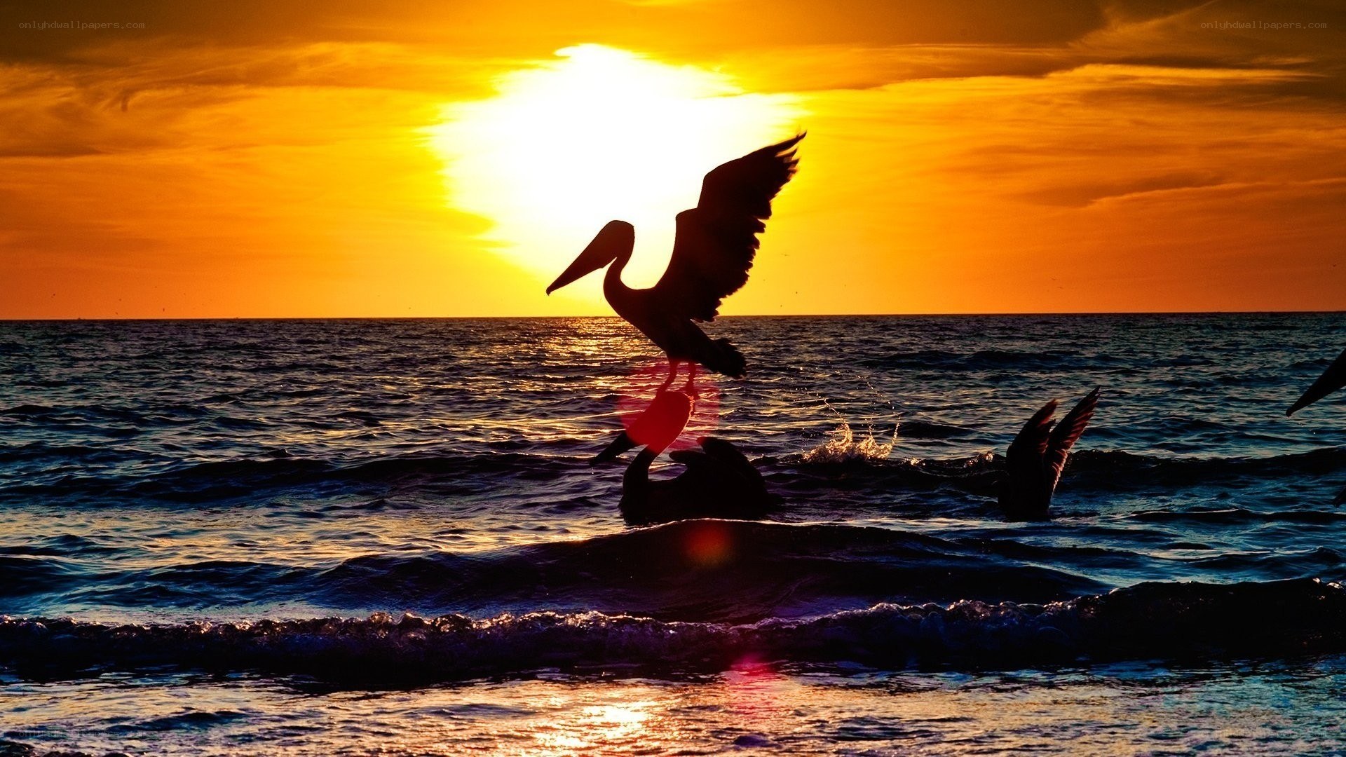 Pelican at sunset over ocean