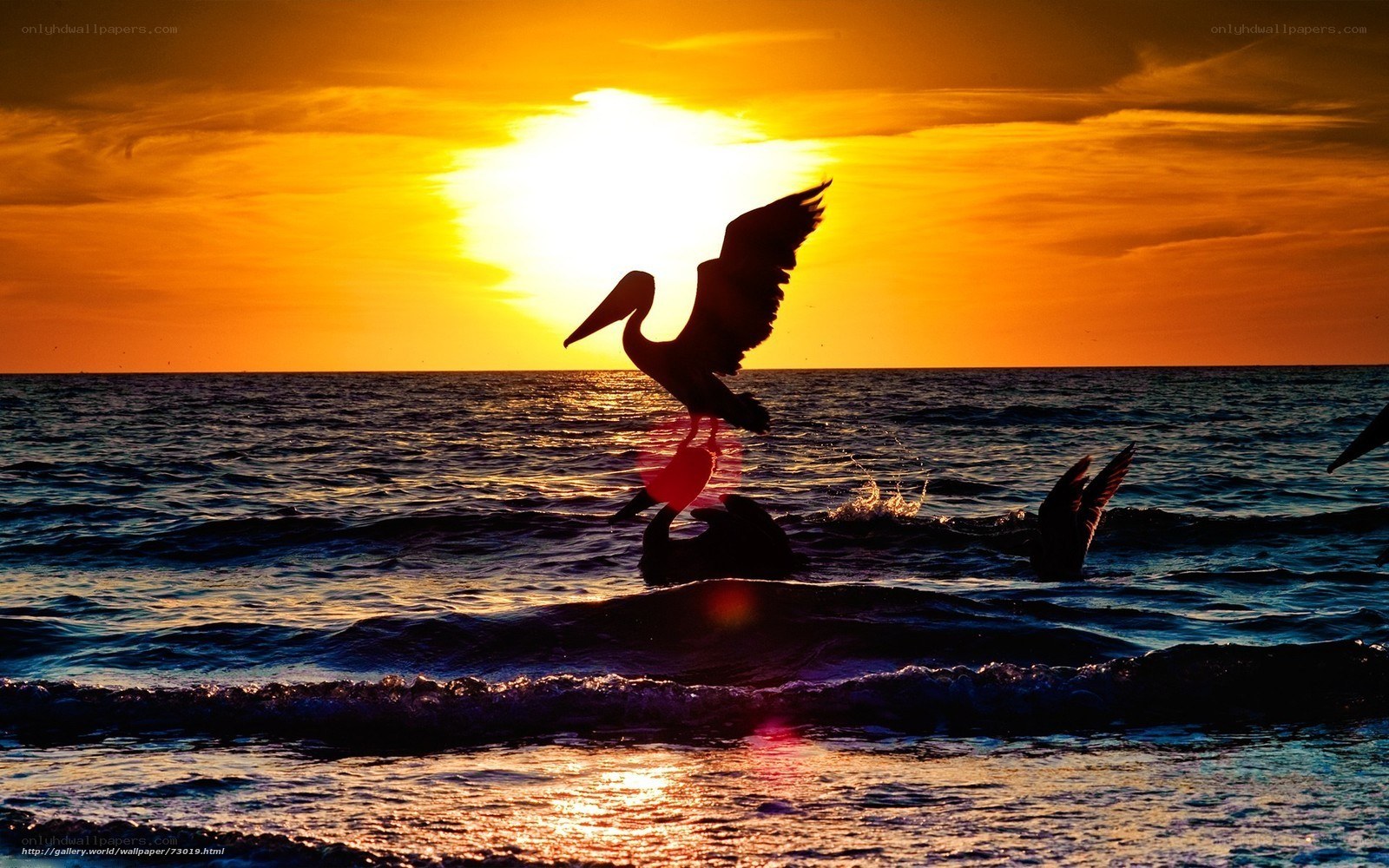Pelican at sunset over ocean