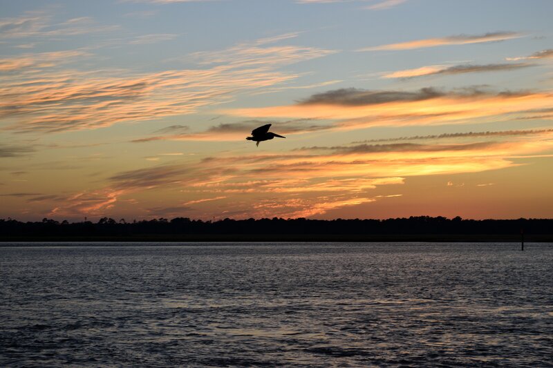 Pelican at sunset over water