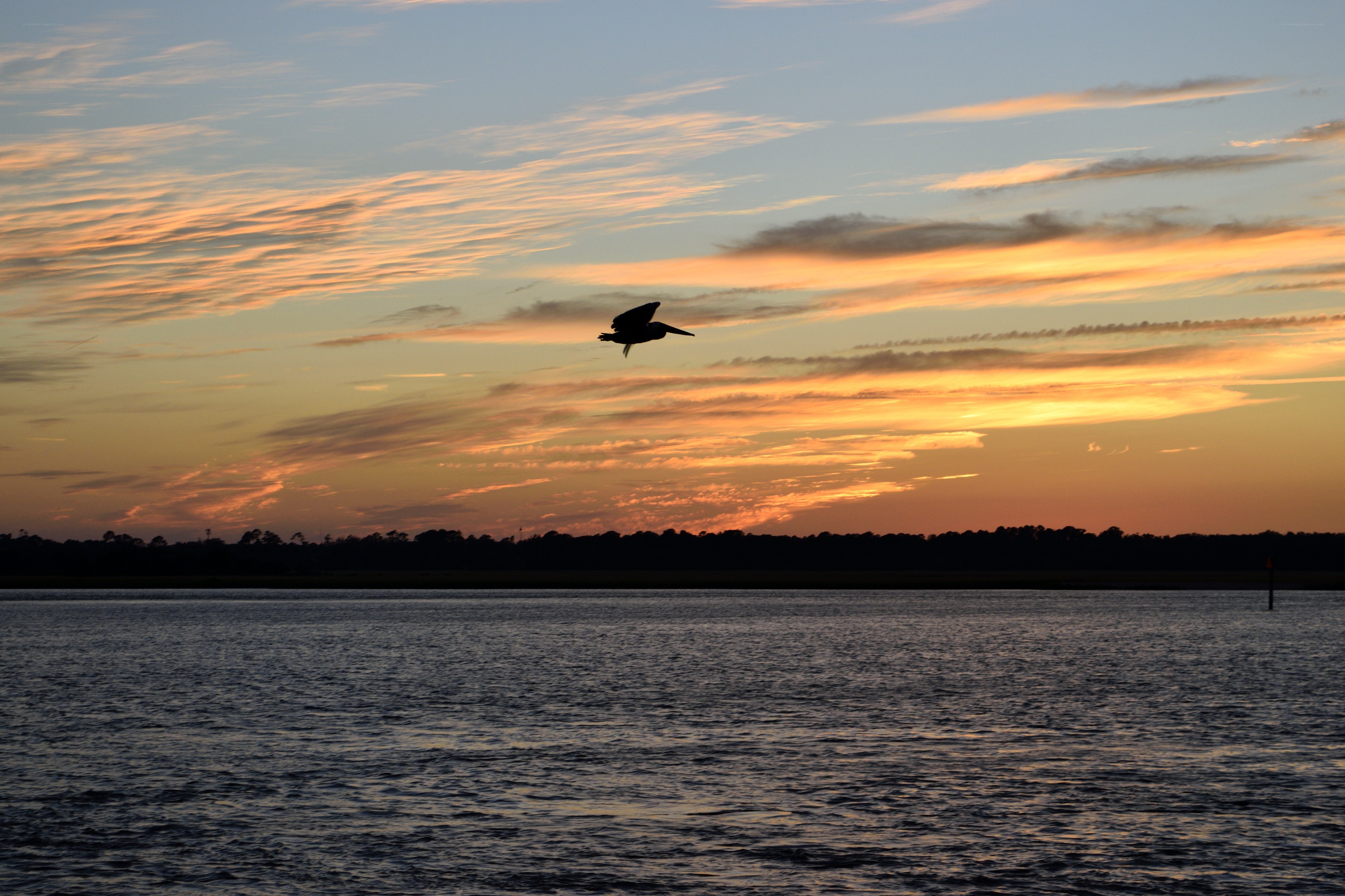 Pelican at sunset over water