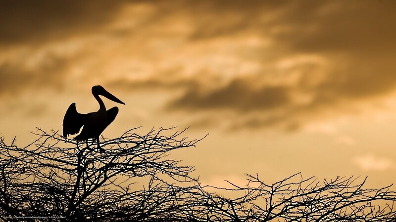 Pelican at sunset silhouette