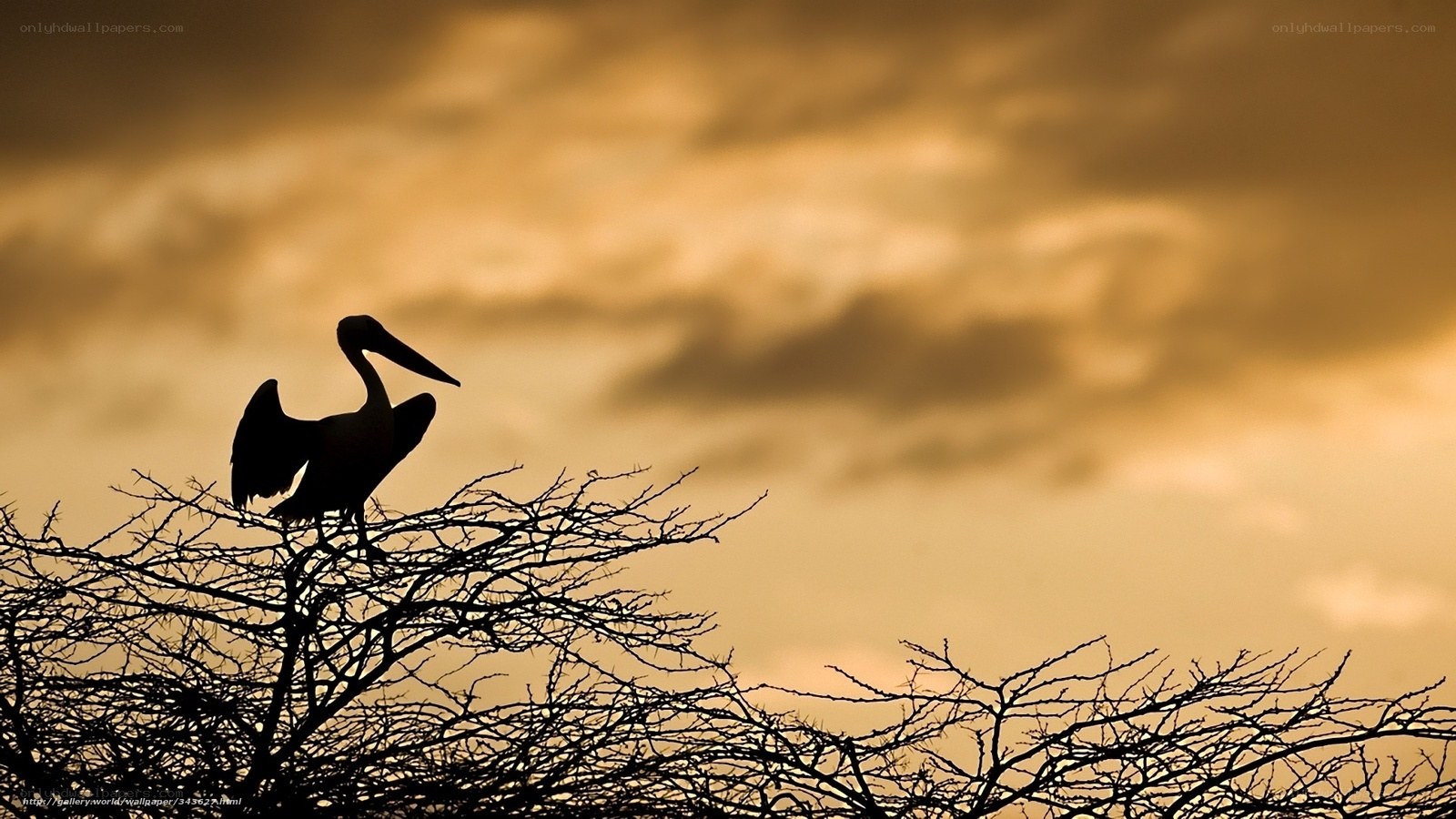 Pelican at sunset silhouette