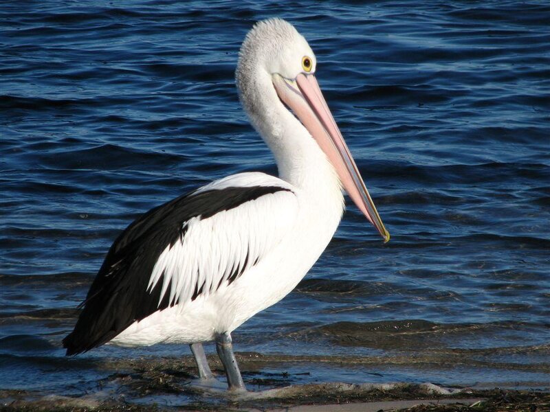 pelican at the water's edge