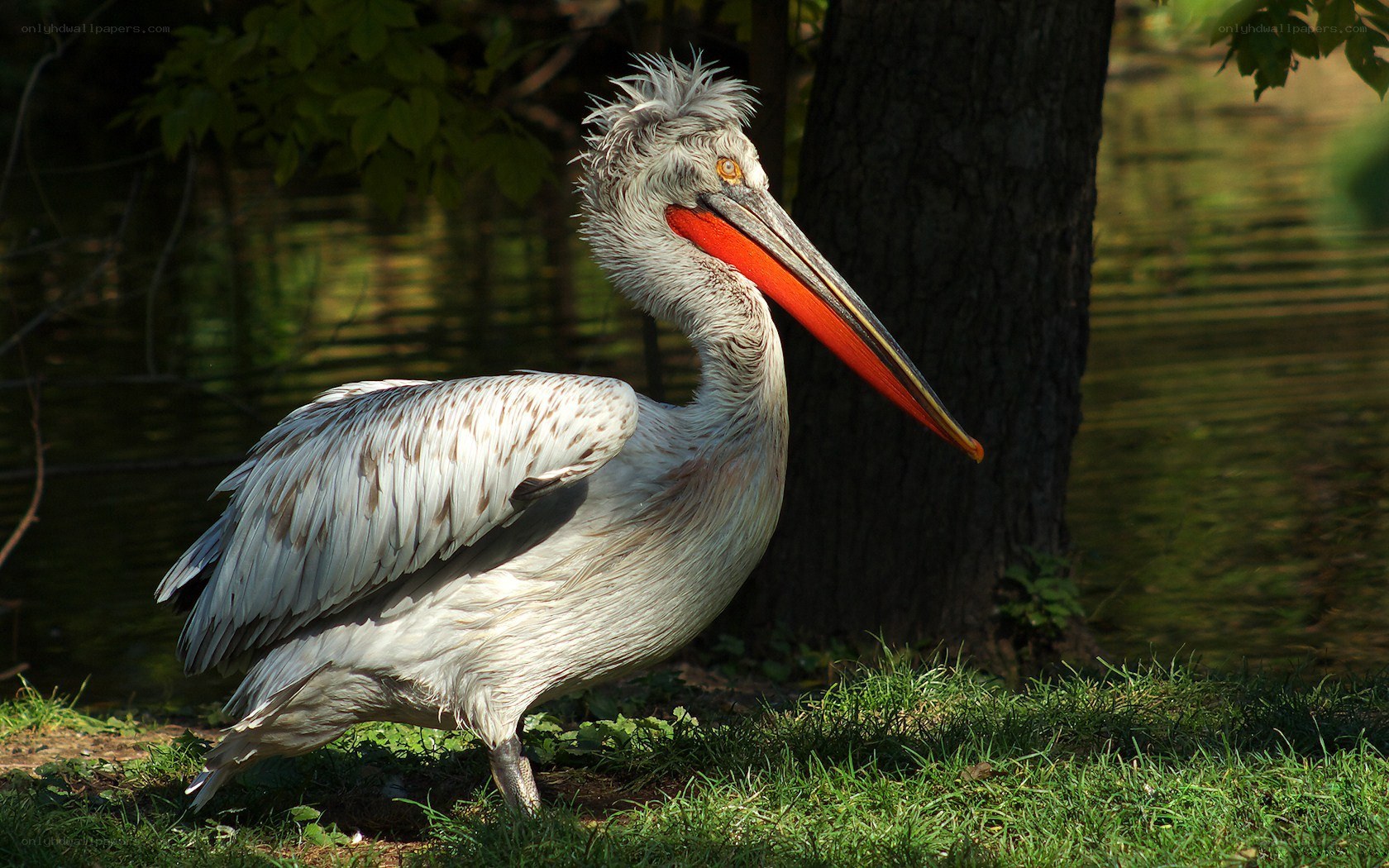 Pelican by the water