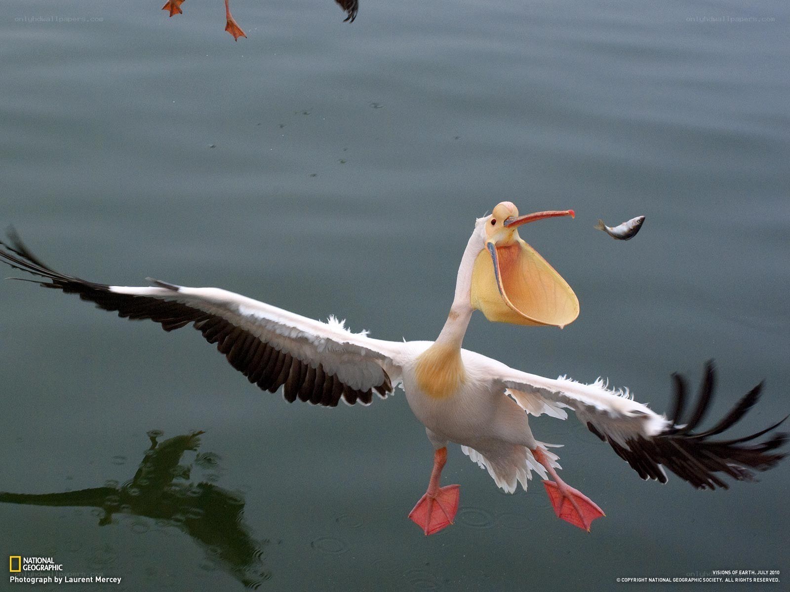 Pelican catching fish in flight