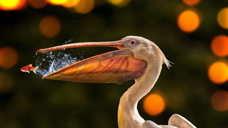 Pelican Catching Fish