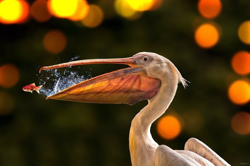 Pelican Catching Fish — White