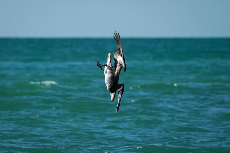 Pelican Diving into Ocean