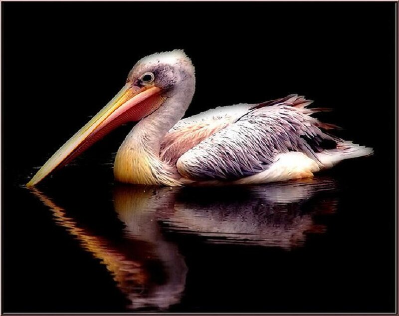 Pelican Floating on Water — Black