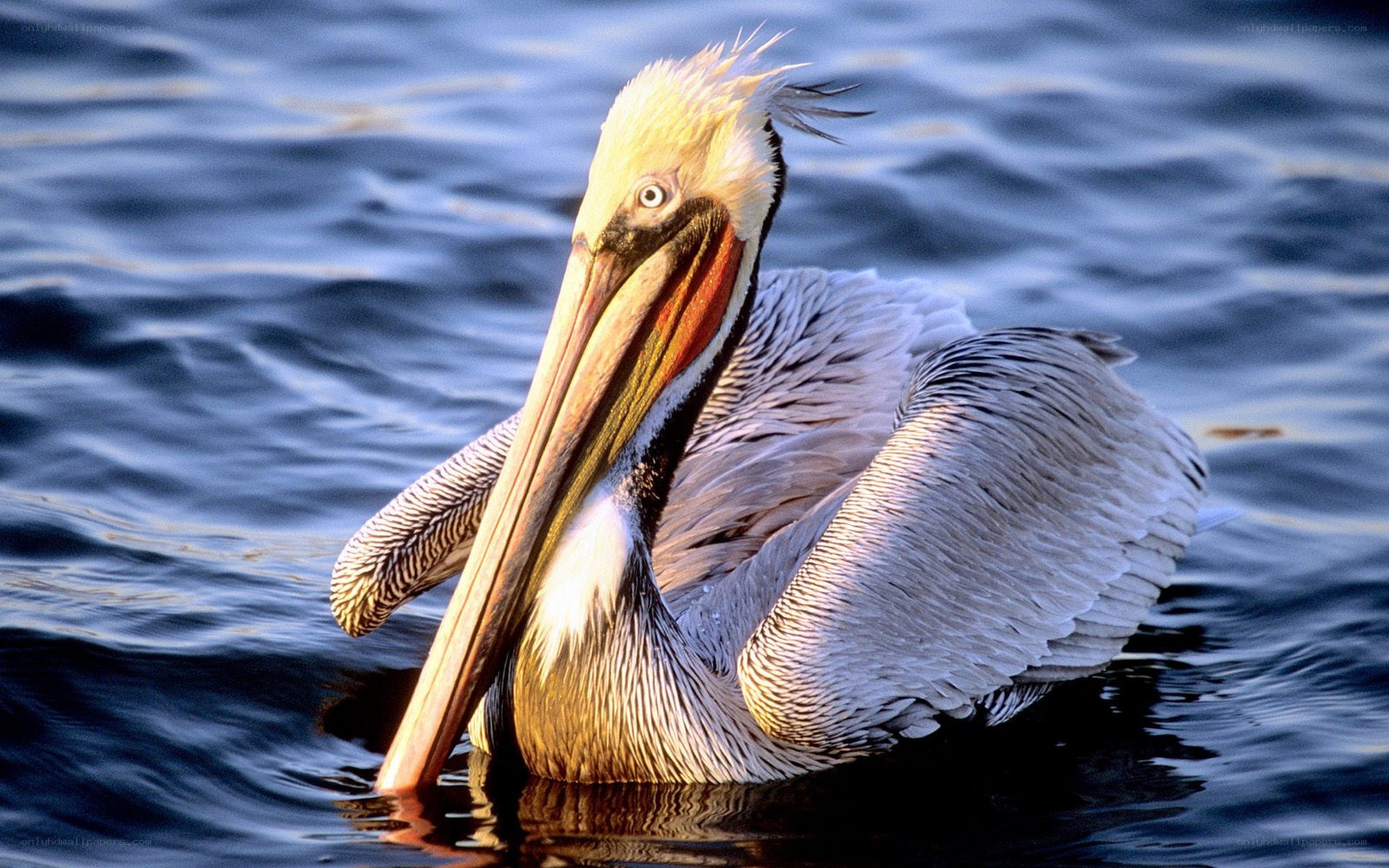 Pelican floating on water