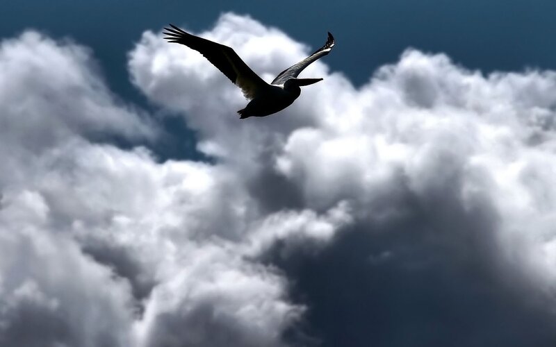 Pelican flying above clouds