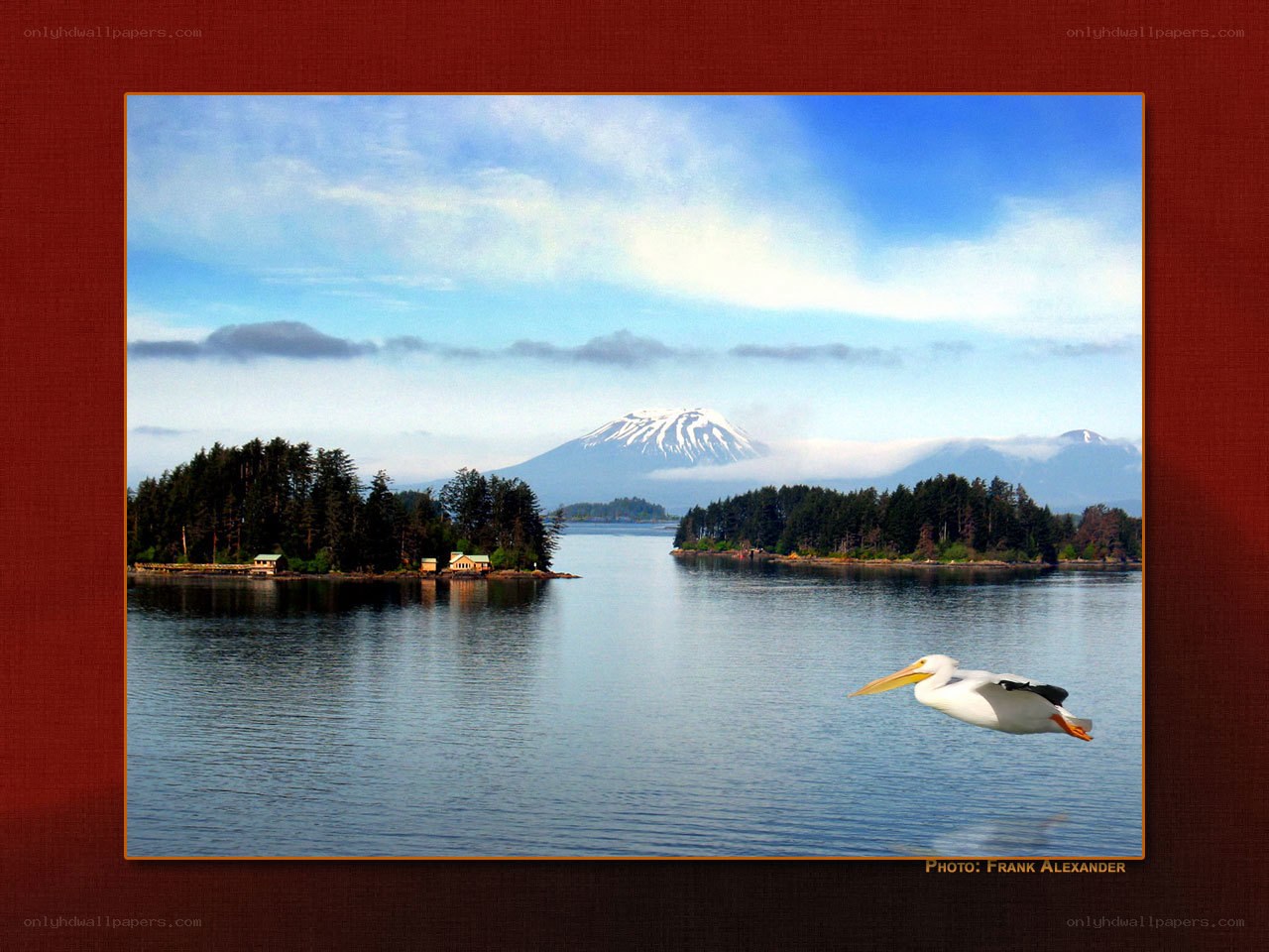 Pelican flying over a lake