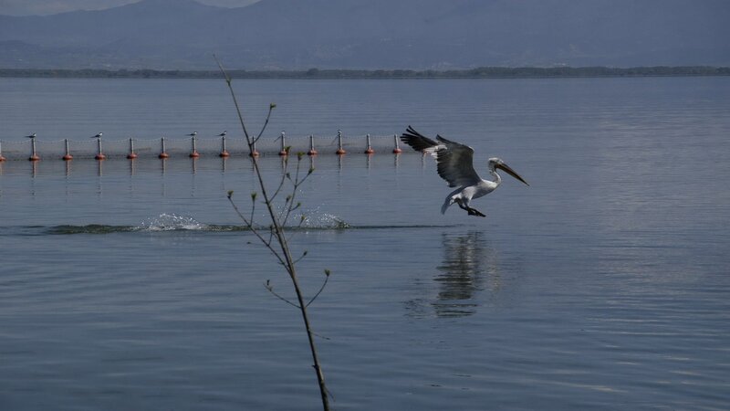 Pelican flying over a lake