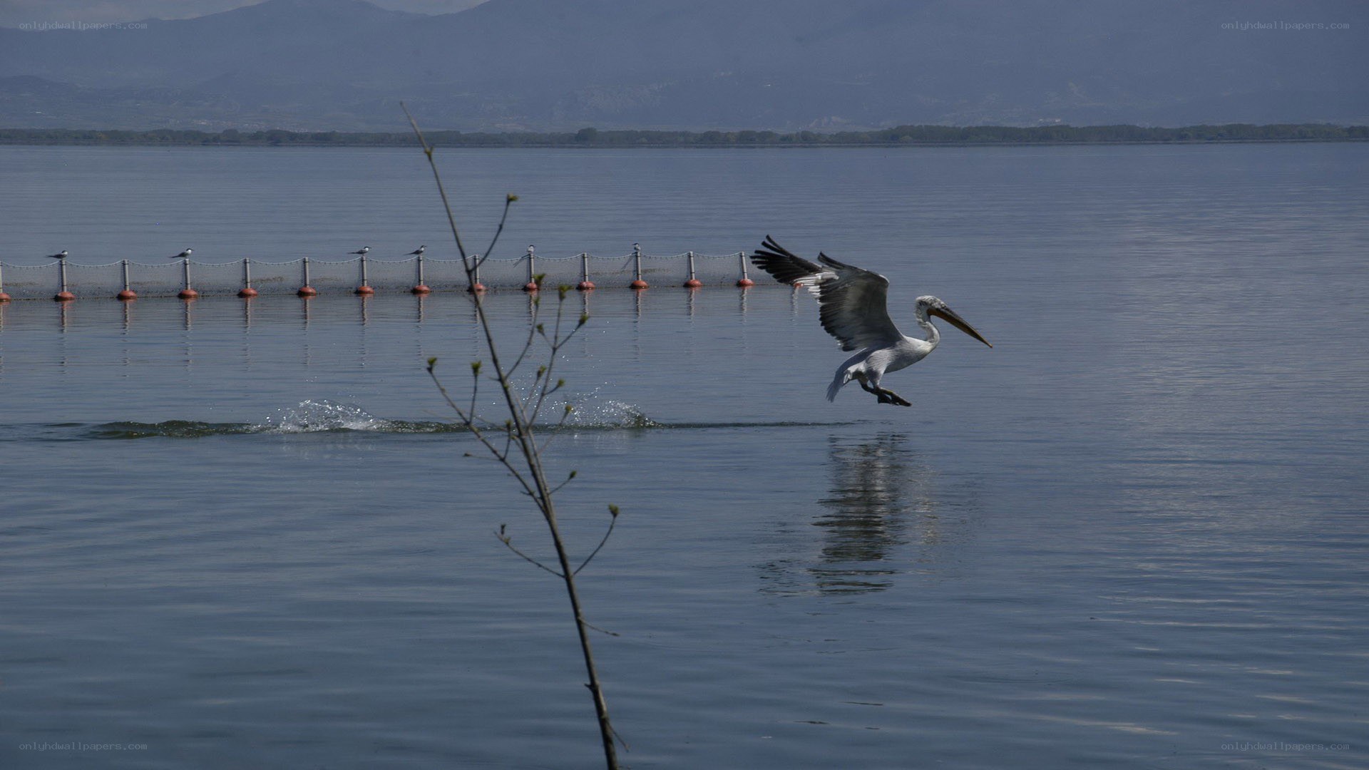 Pelican flying over a lake