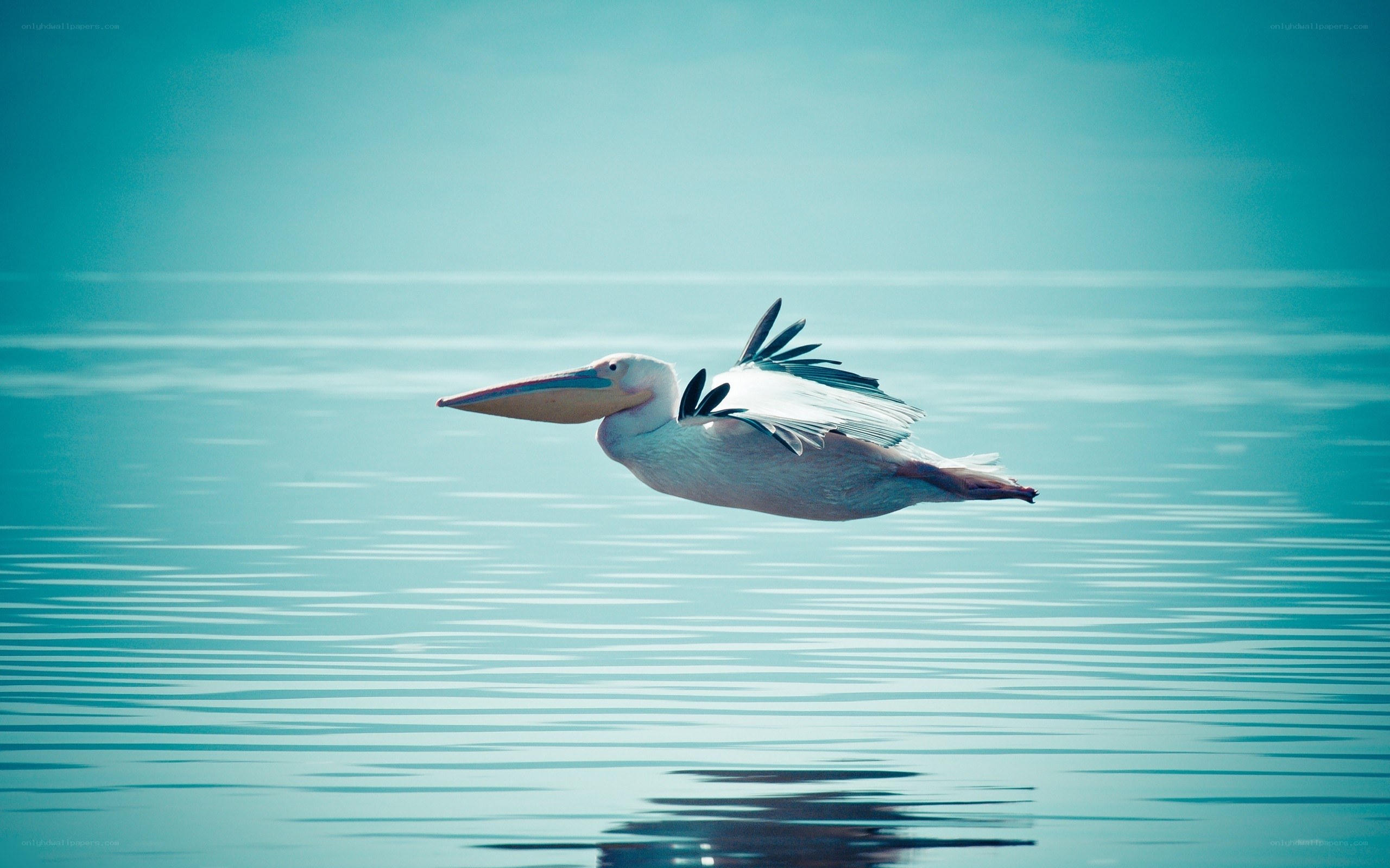 Pelican flying over calm water