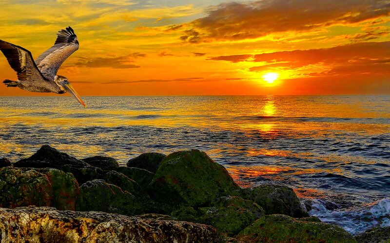 Pelican Flying over Ocean — Orange