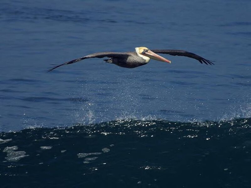 Pelican Flying over Ocean