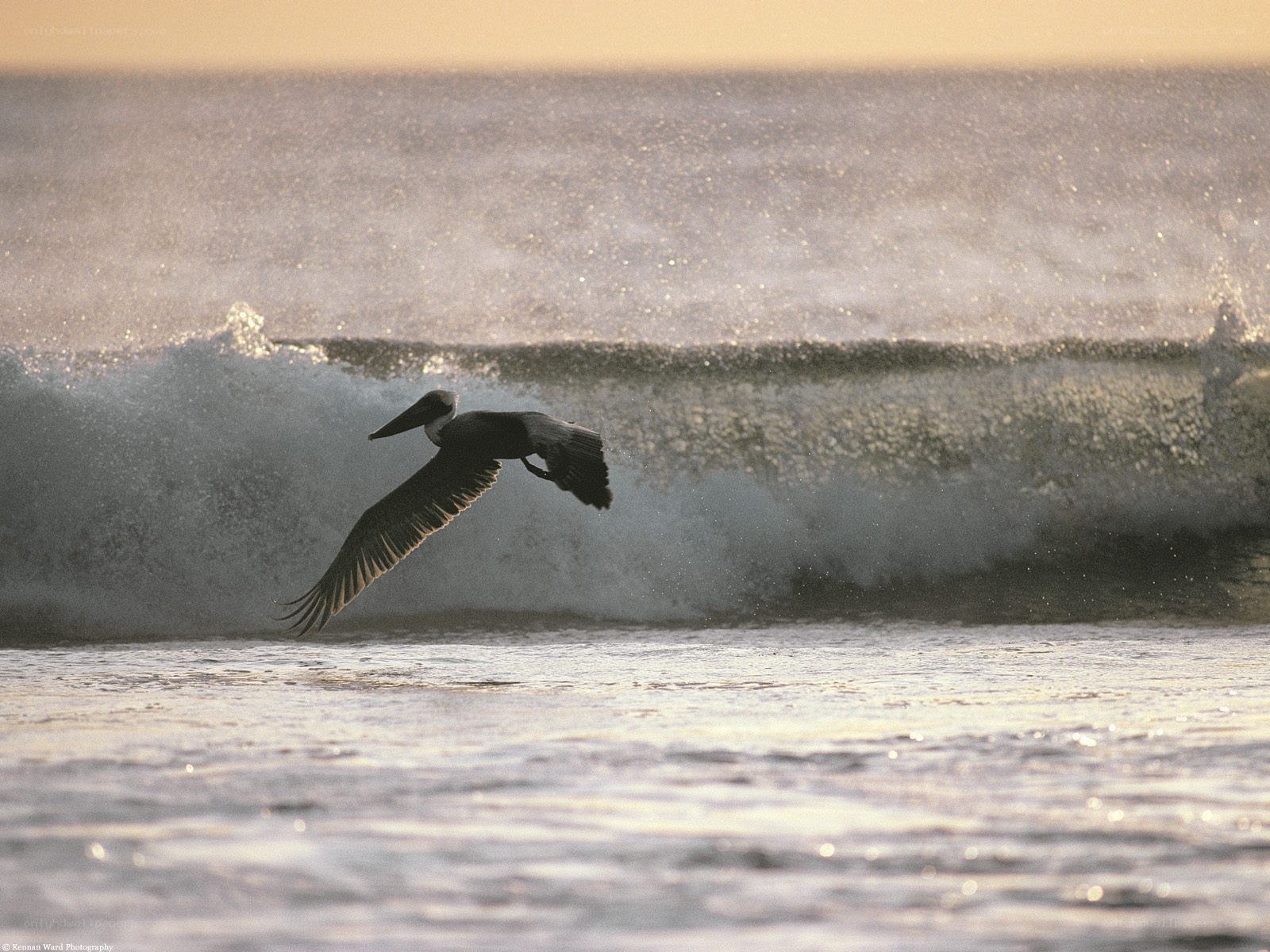 Pelican flying over ocean wave