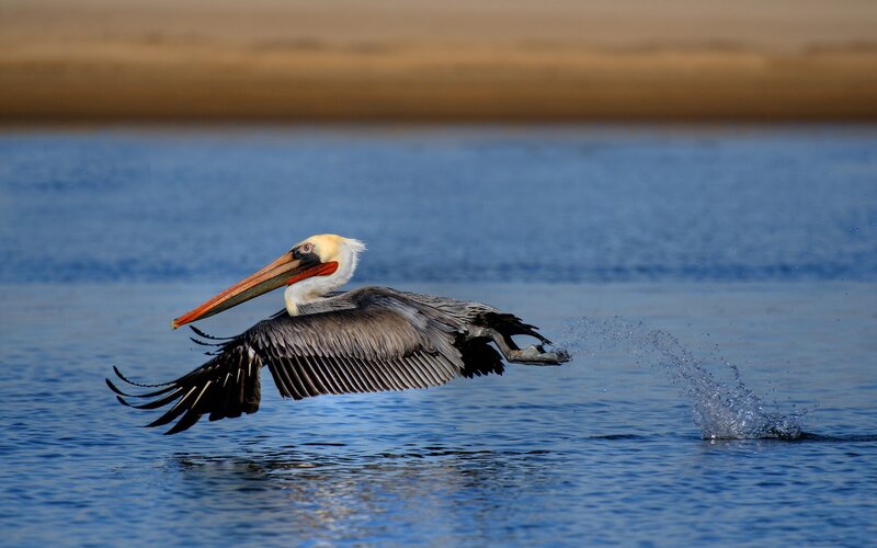 Pelican flying over water