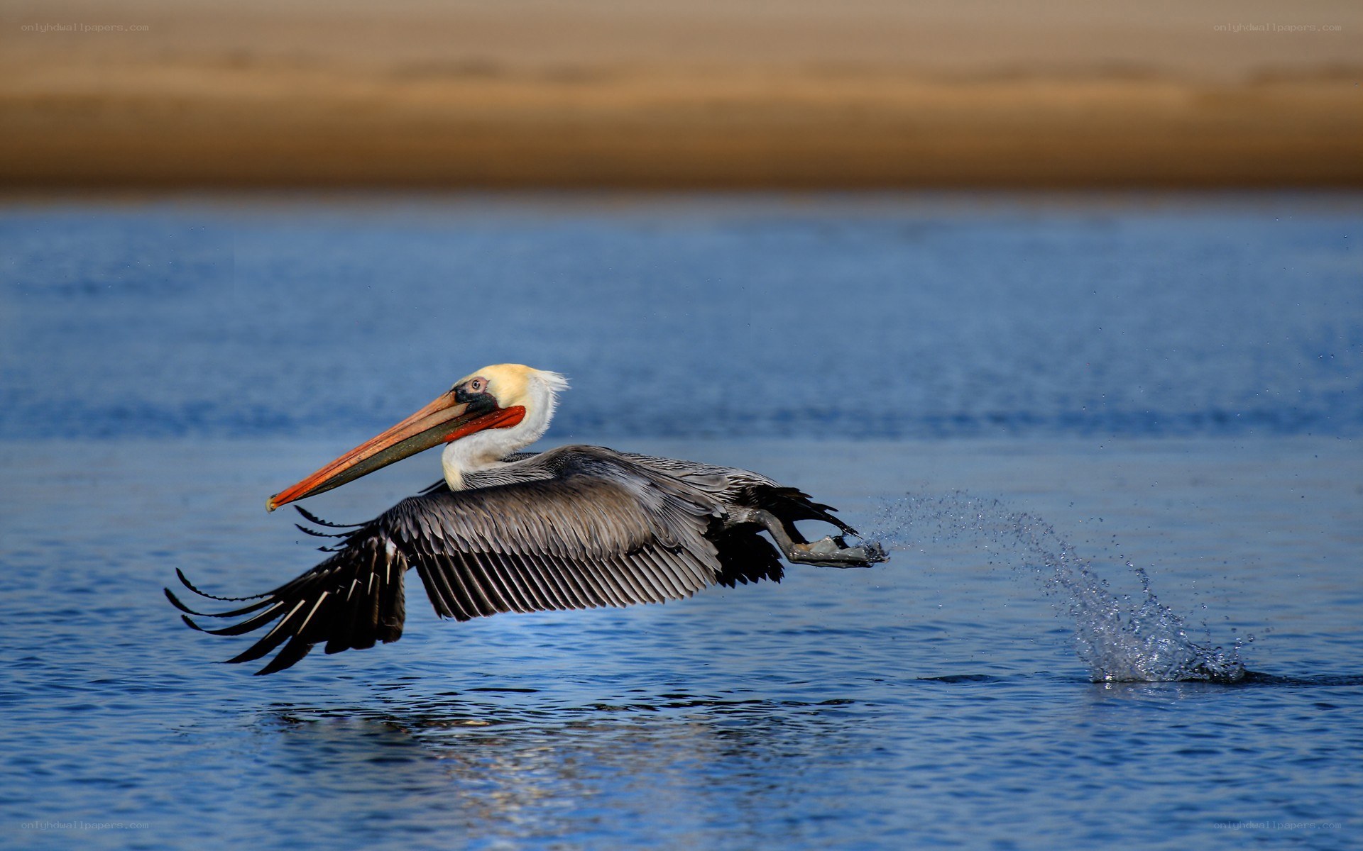Pelican flying over water