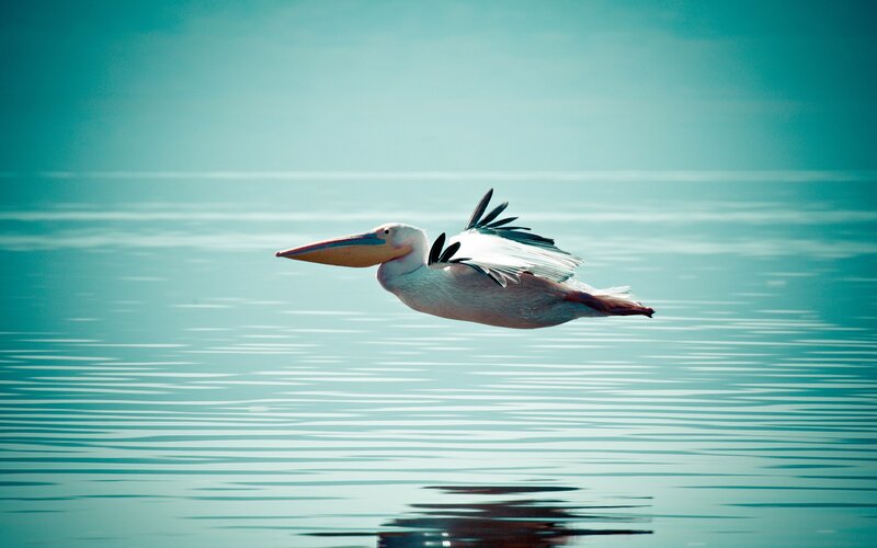 Pelican Flying over Water — Blue