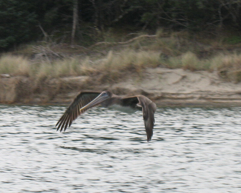 Pelican Flying over Water — Brown