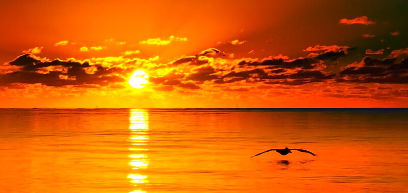 Pelican Flying over Water — Orange