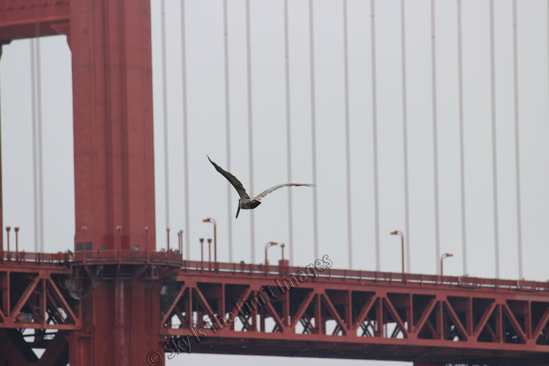 Pelican Flying
