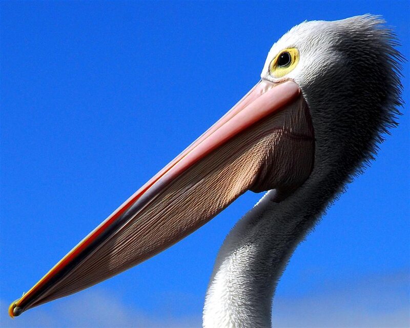 Pelican Head and Neck