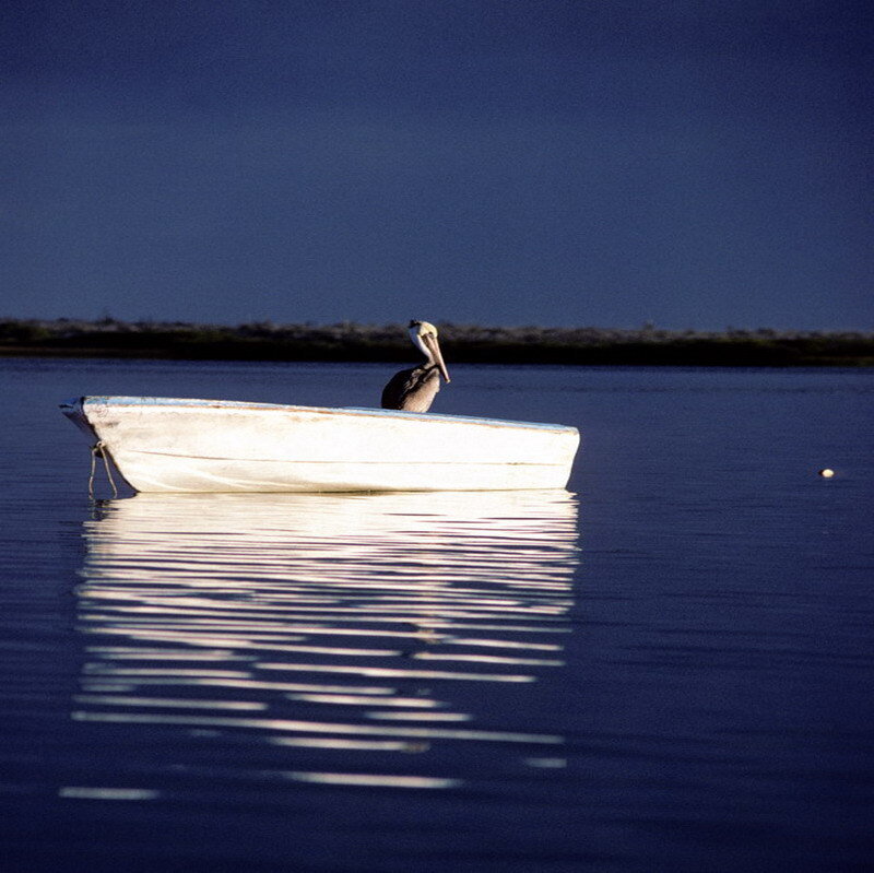 Pelican in a small boat