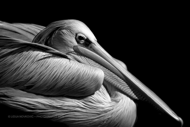 Pelican in Black and White