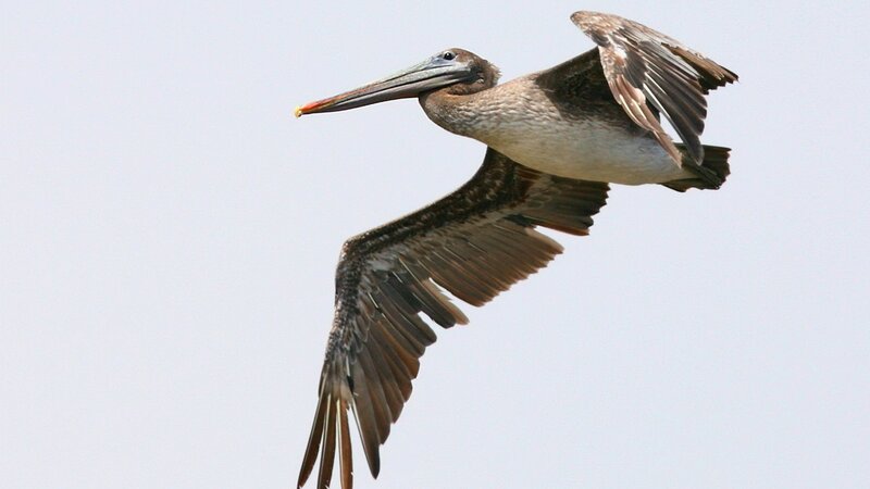pelican in flight