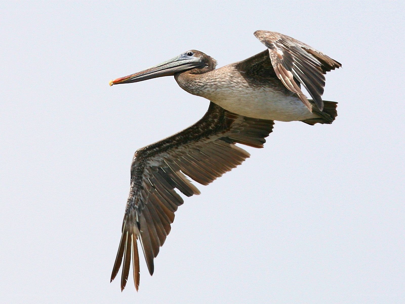 pelican in flight