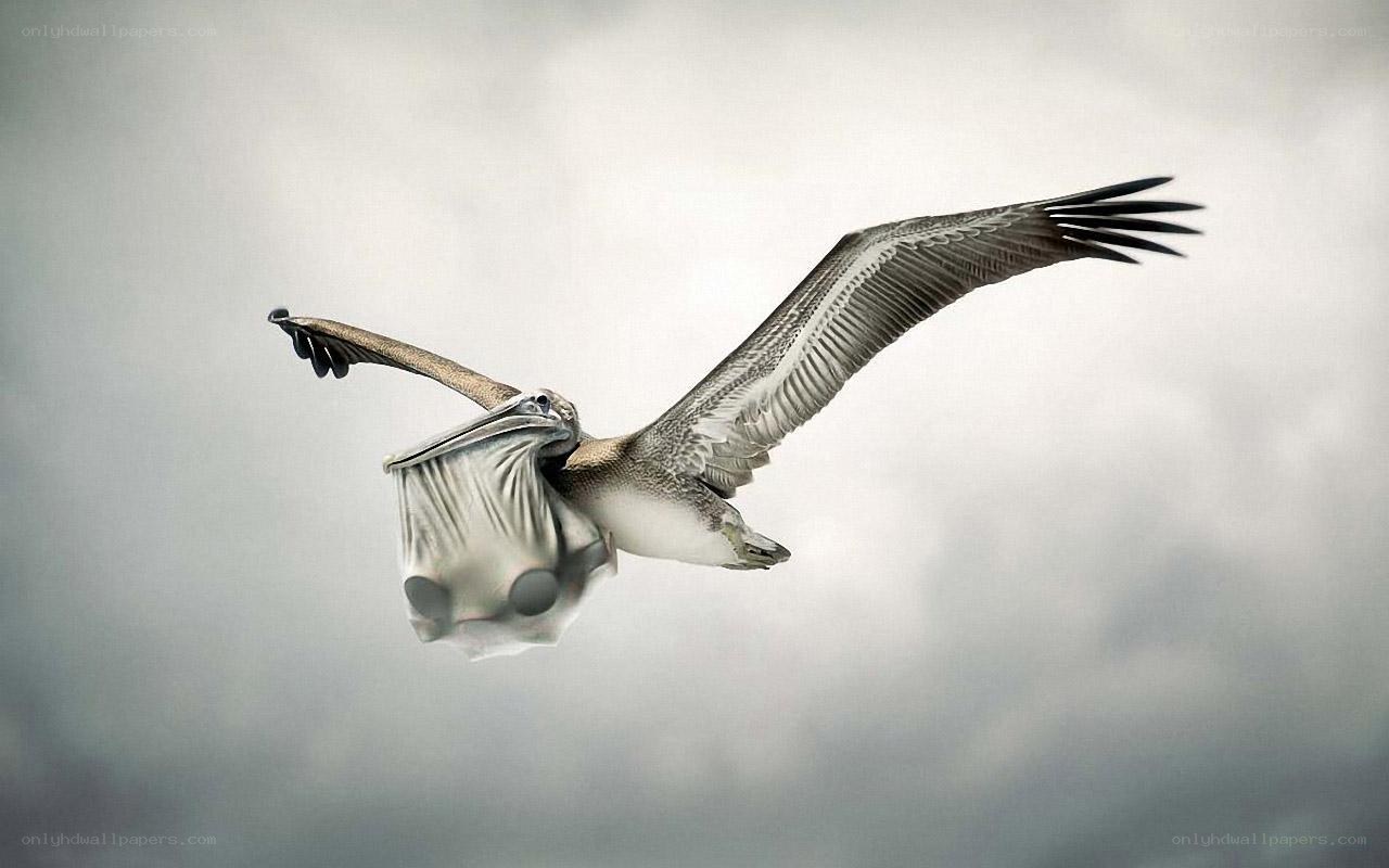 pelican in flight