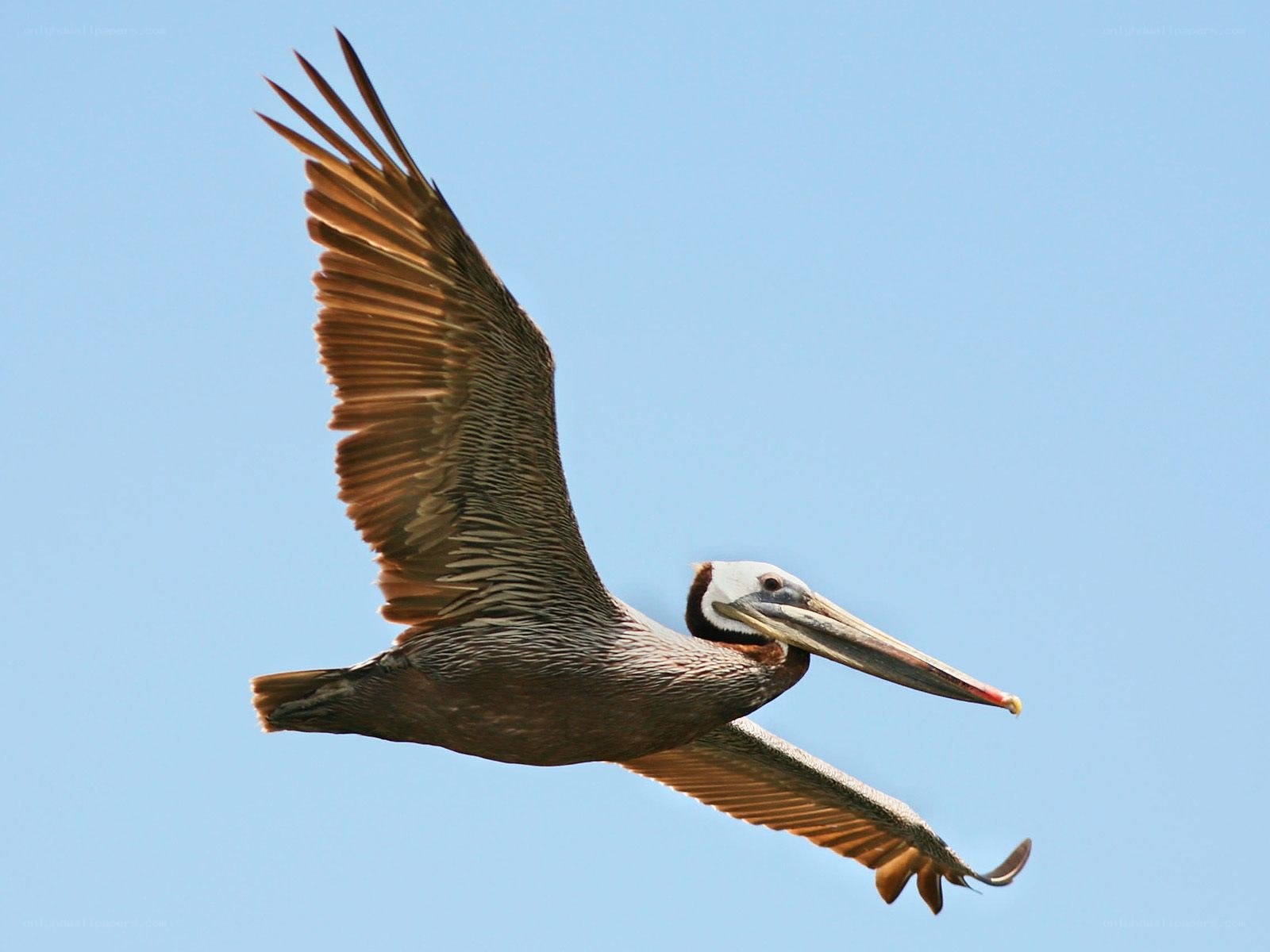 pelican in flight against blue sky