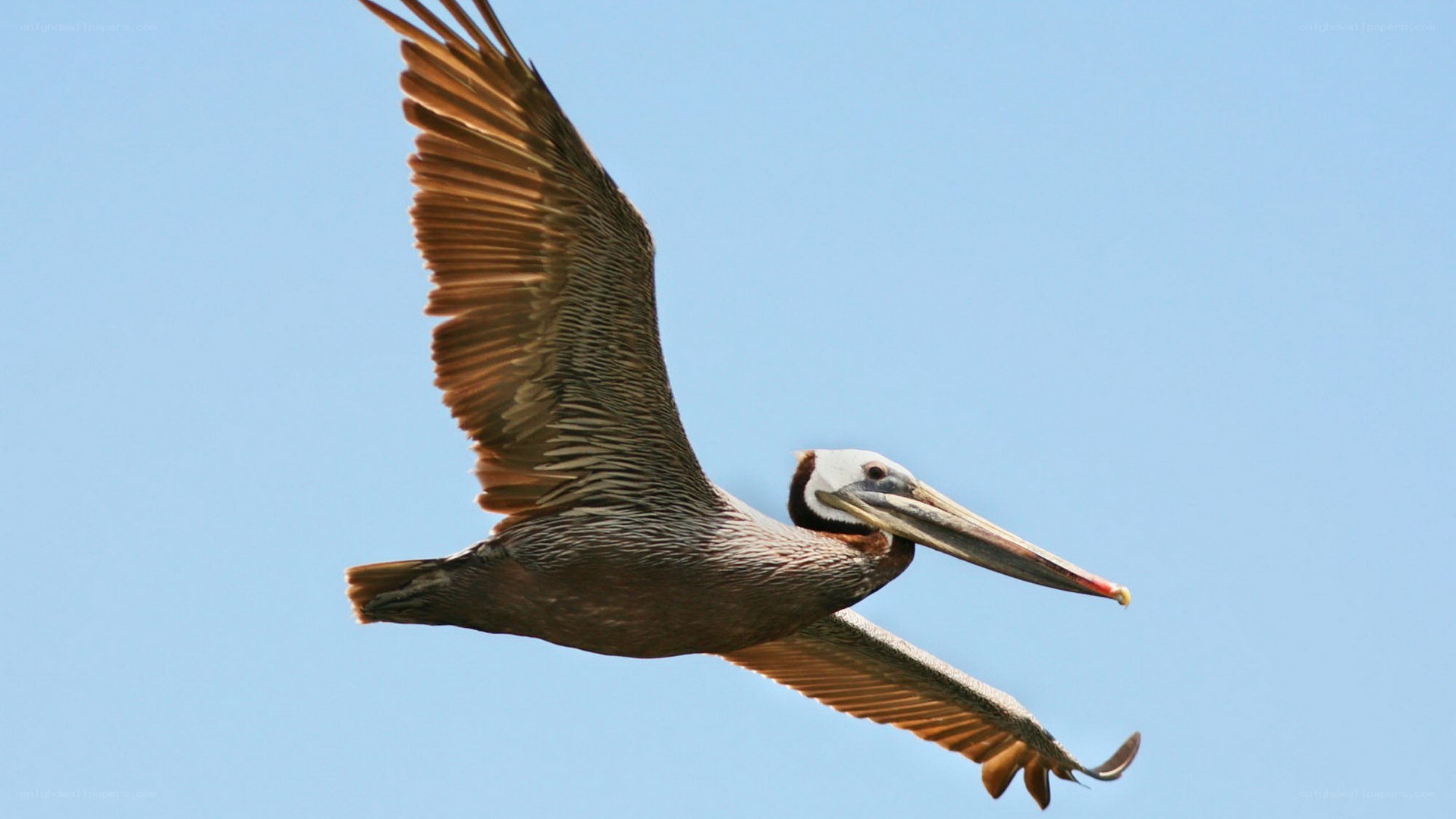 pelican in flight against blue sky