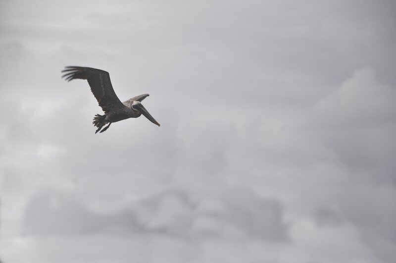 pelican in flight against cloudy sky