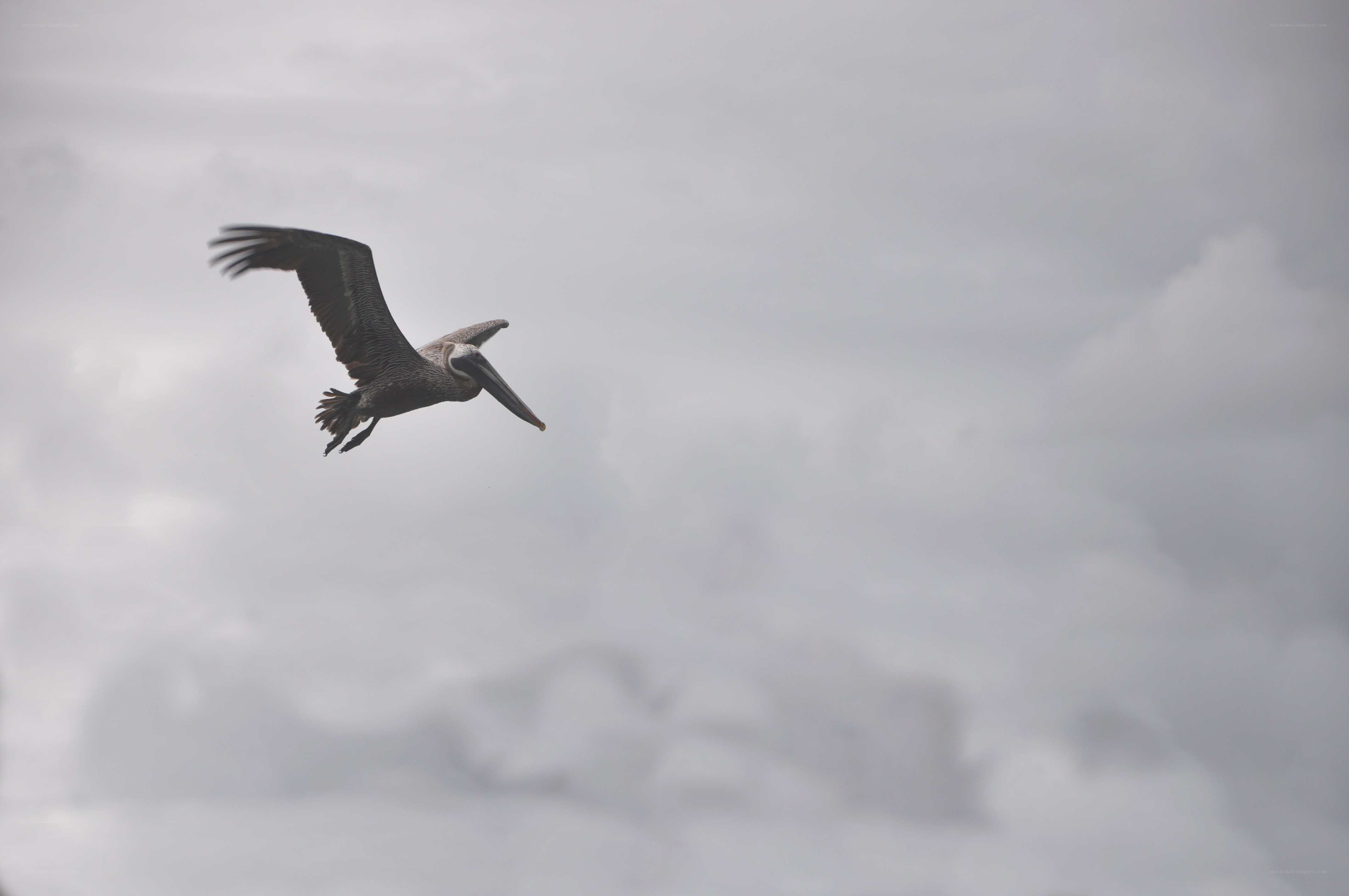 pelican in flight against cloudy sky