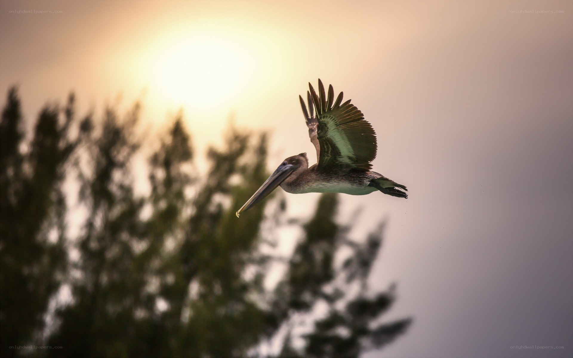 pelican in flight at sunset