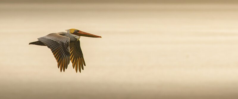 Pelican in Flight — Beige