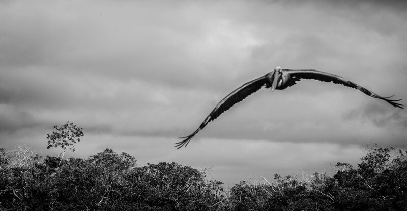 Pelican in Flight — Black